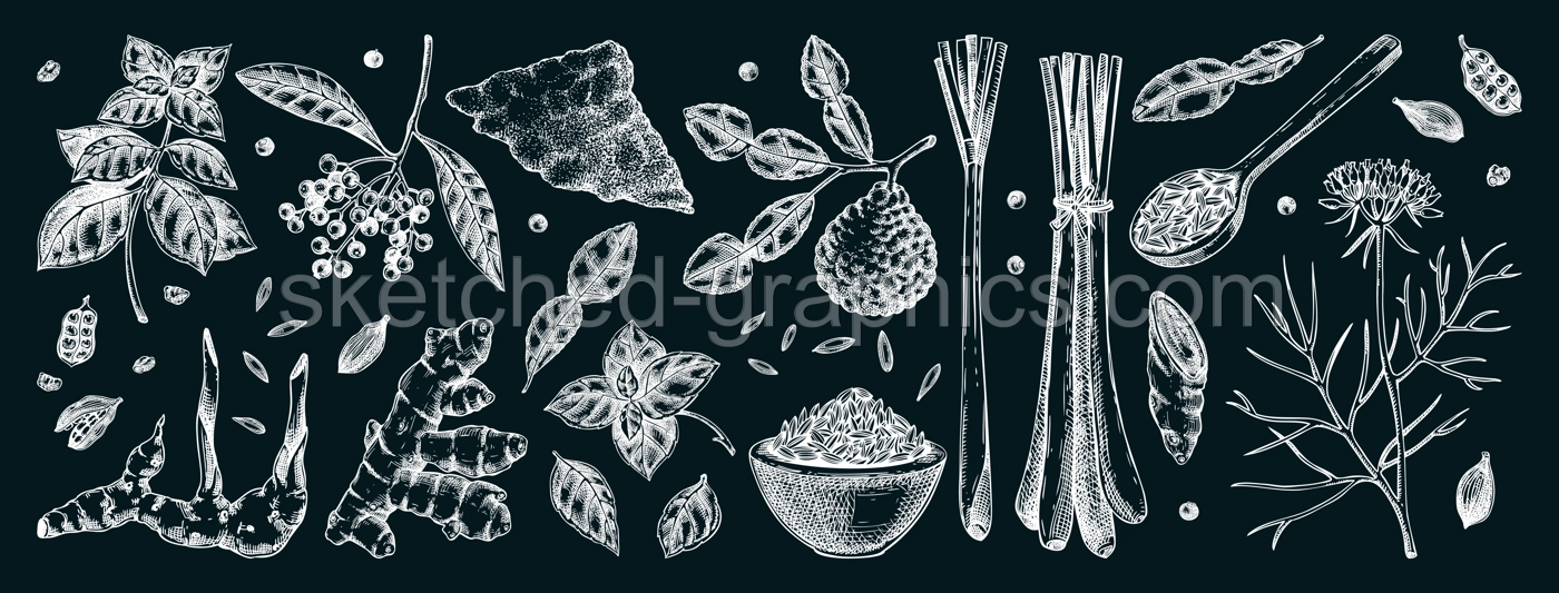 Hand drawn spices vector illustrations. Basil, galangal, cumin, cilantro, tumeric, lemongrass, lime sketches. Kitchen herbs chalk drawings. Food design elements NOT AI generated Illustration
